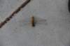 dsc_2674_small.jpg