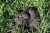dsc_3149_fs_small.jpg