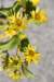 dsc_3186_fs_small.jpg