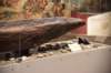 dsc_3235_fs_small.jpg
