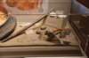 dsc_3347_fs_small.jpg