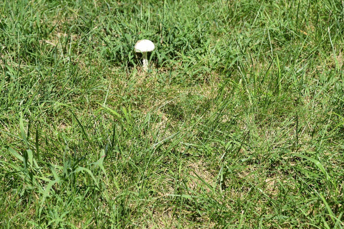 dsc_3439_fs.jpg