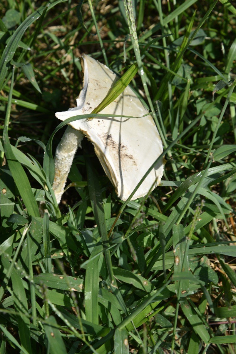 dsc_3441_fs.jpg