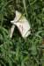 dsc_3441_fs_small.jpg