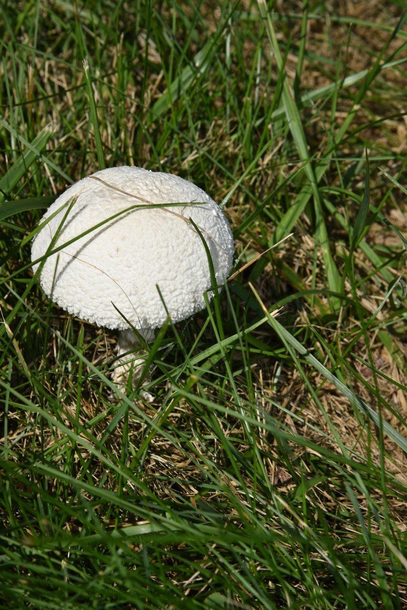 dsc_3442_fs.jpg