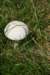 dsc_3442_fs_small.jpg
