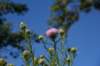 dsc_3466_fs_small.jpg