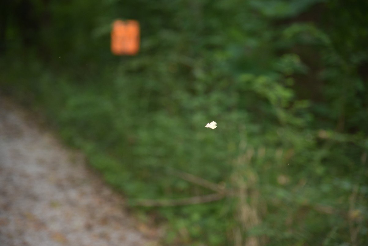 dsc_4160_fs.jpg
