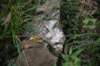 dsc_4188_fs_small.jpg