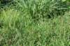 dsc_4288_fs_small.jpg