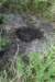 dsc_4305_fs_small.jpg