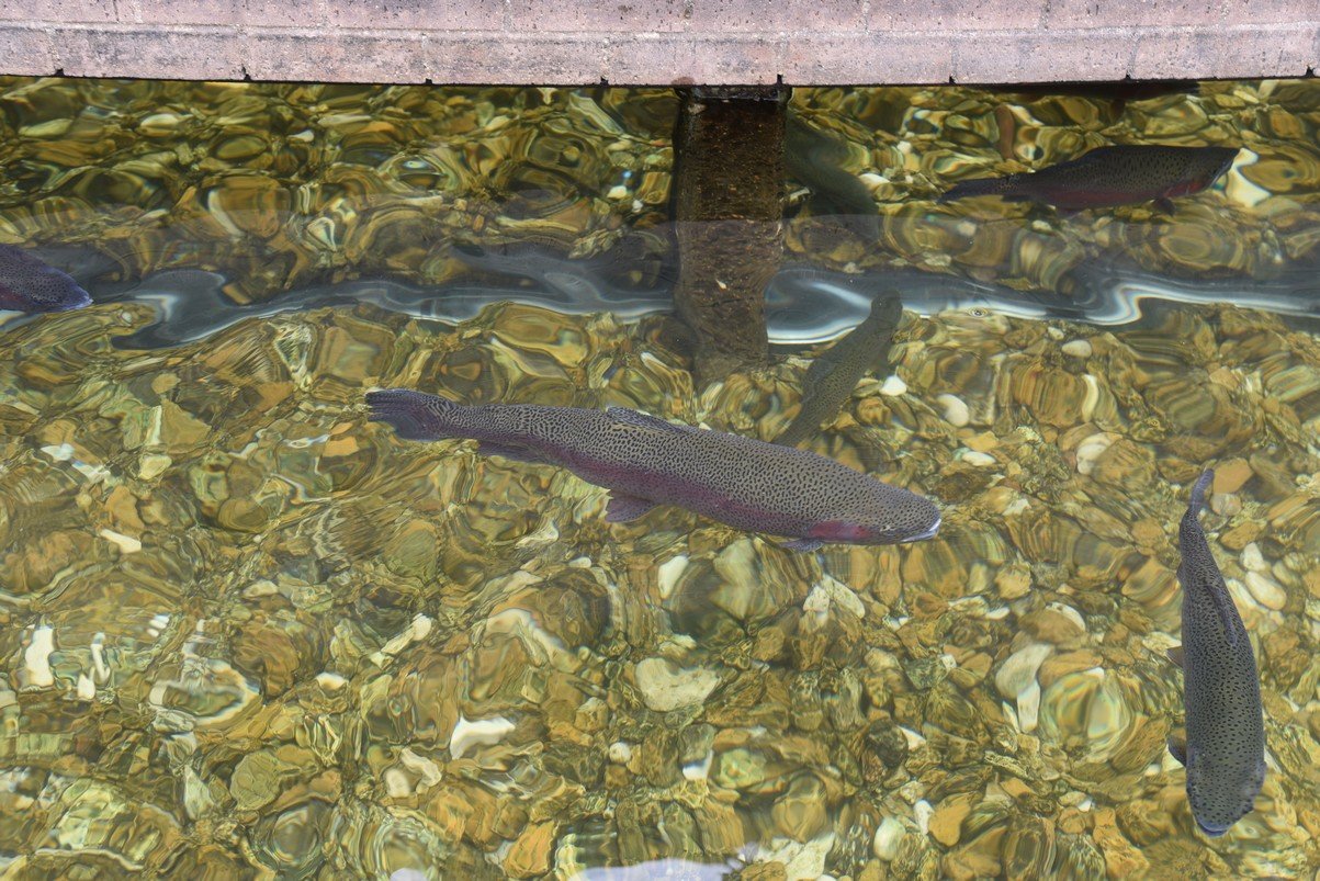 dsc_5132_fs.jpg