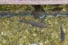 dsc_5132_fs_small.jpg