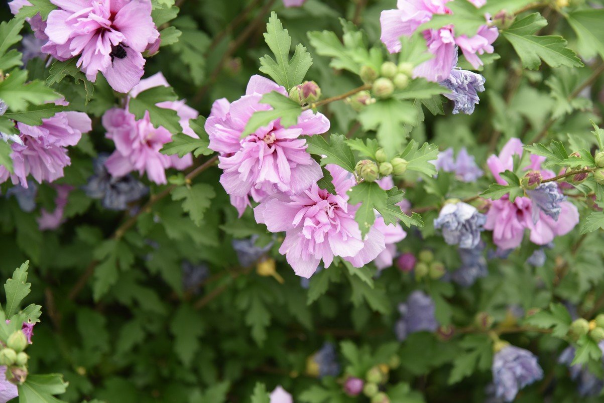 dsc_5205_fs.jpg