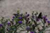 dsc_5386_fs_small.jpg