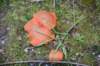 dsc_5690_fs_small.jpg