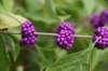 dsc_6079_fs_small.jpg