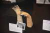 dsc_7932_fs_small.jpg