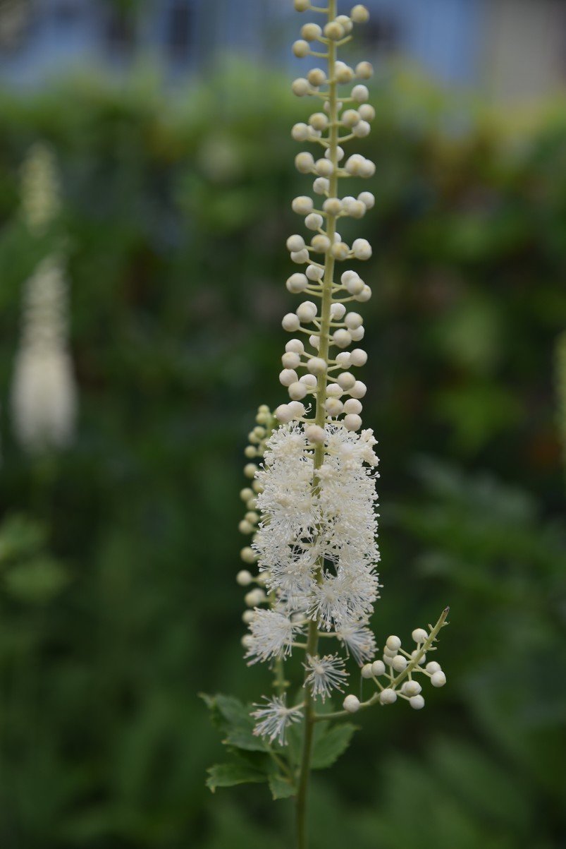 dsc_2948_fs.jpg