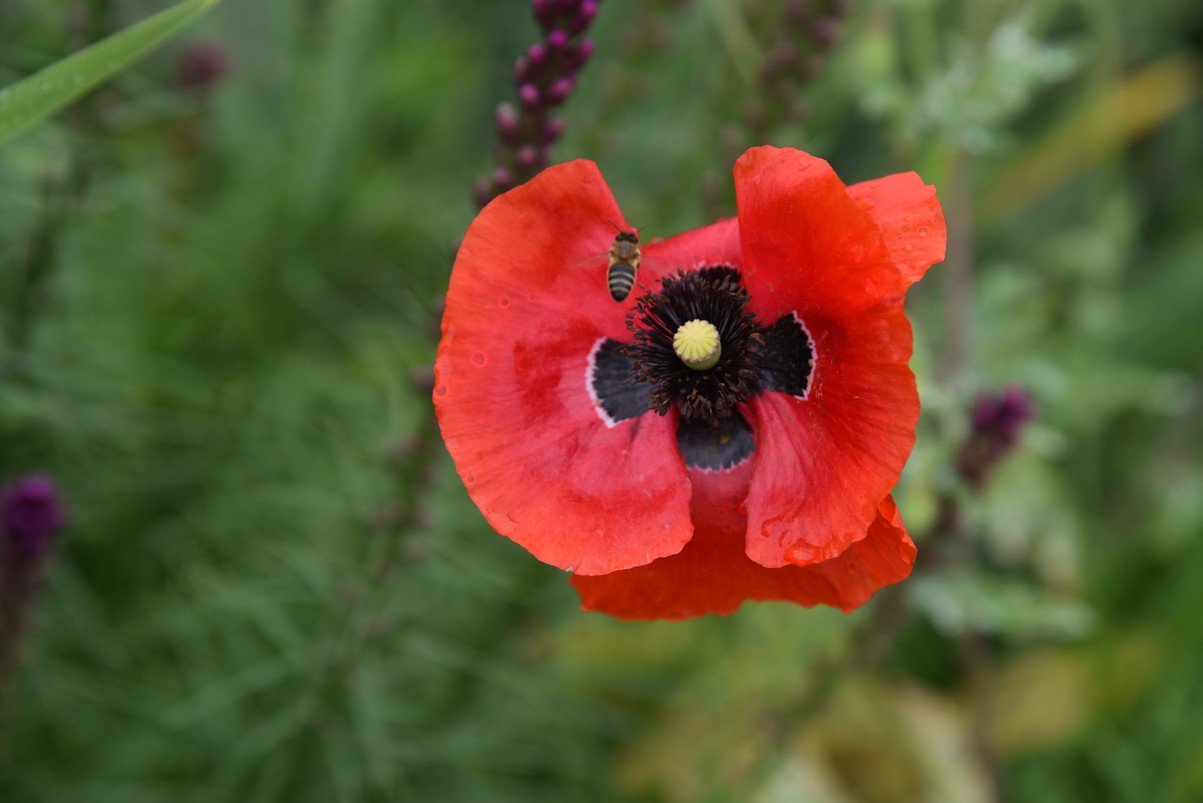dsc_2957_fs.jpg