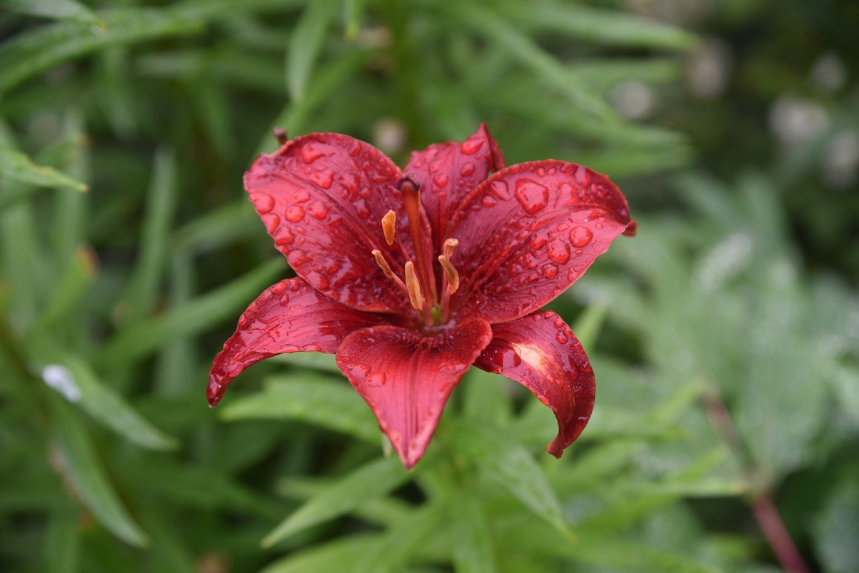 dsc_2964_fs.jpg