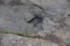 dsc_2995_fs_small.jpg