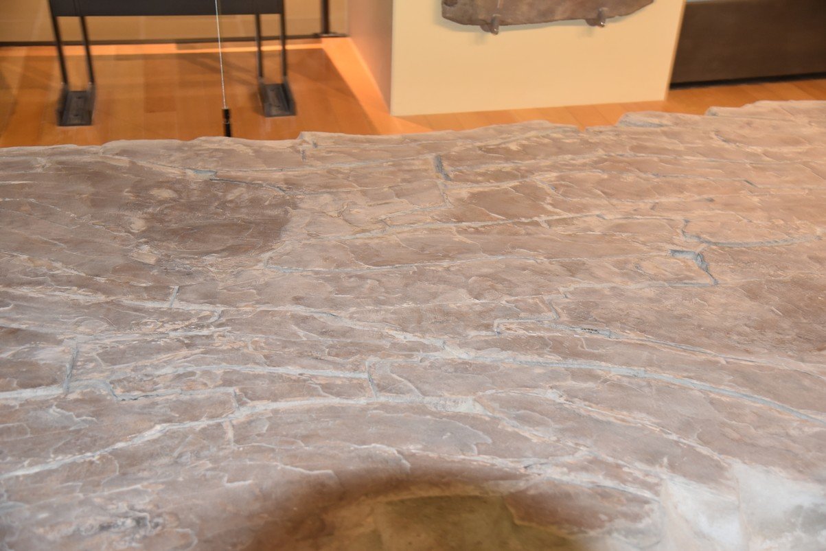 dsc_3050_fs.jpg