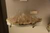dsc_3078_fs_small.jpg