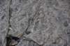 dsc_3100_fs_small.jpg