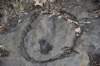 dsc_3103_fs_small.jpg