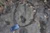 dsc_3104_fs_small.jpg