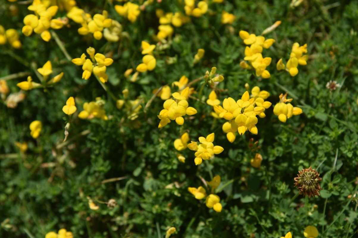 dsc_3350_fs.jpg