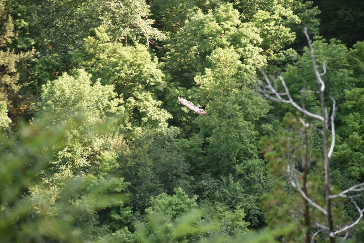 dsc_6959_fs.jpg