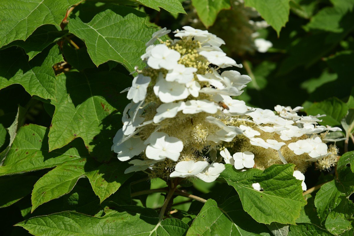 dsc_1996_fs.jpg