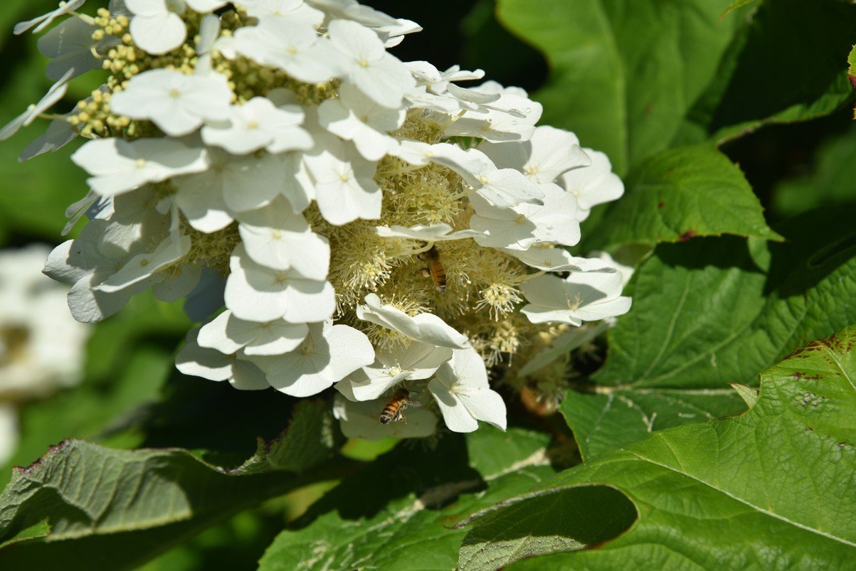 dsc_1998_fs.jpg