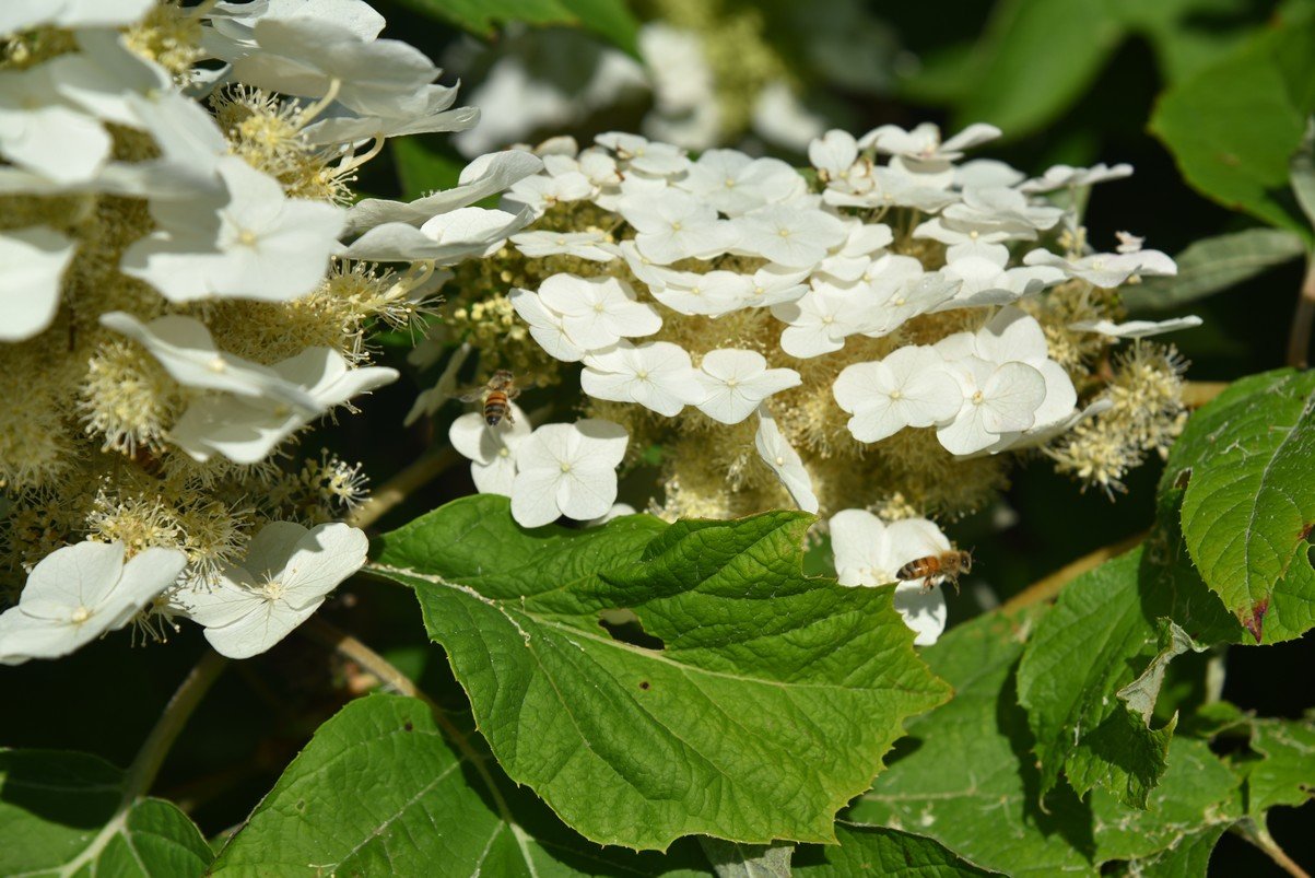 dsc_2000_fs.jpg