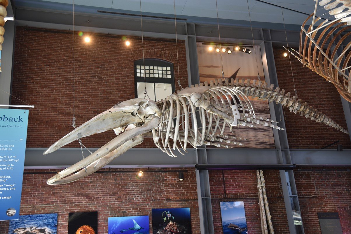 dsc_2065_fs.jpg