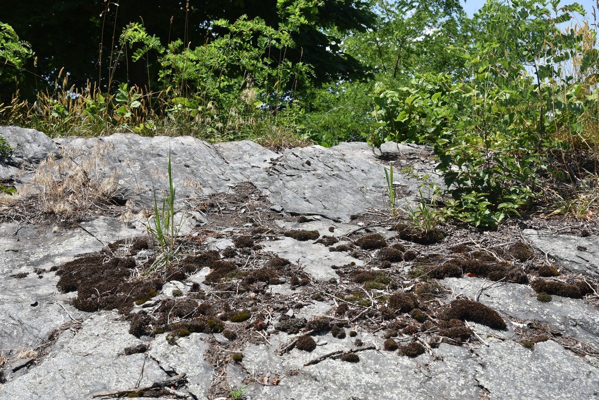dsc_2244_fs.jpg