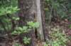 dsc_2495greatswampfight_small.jpg