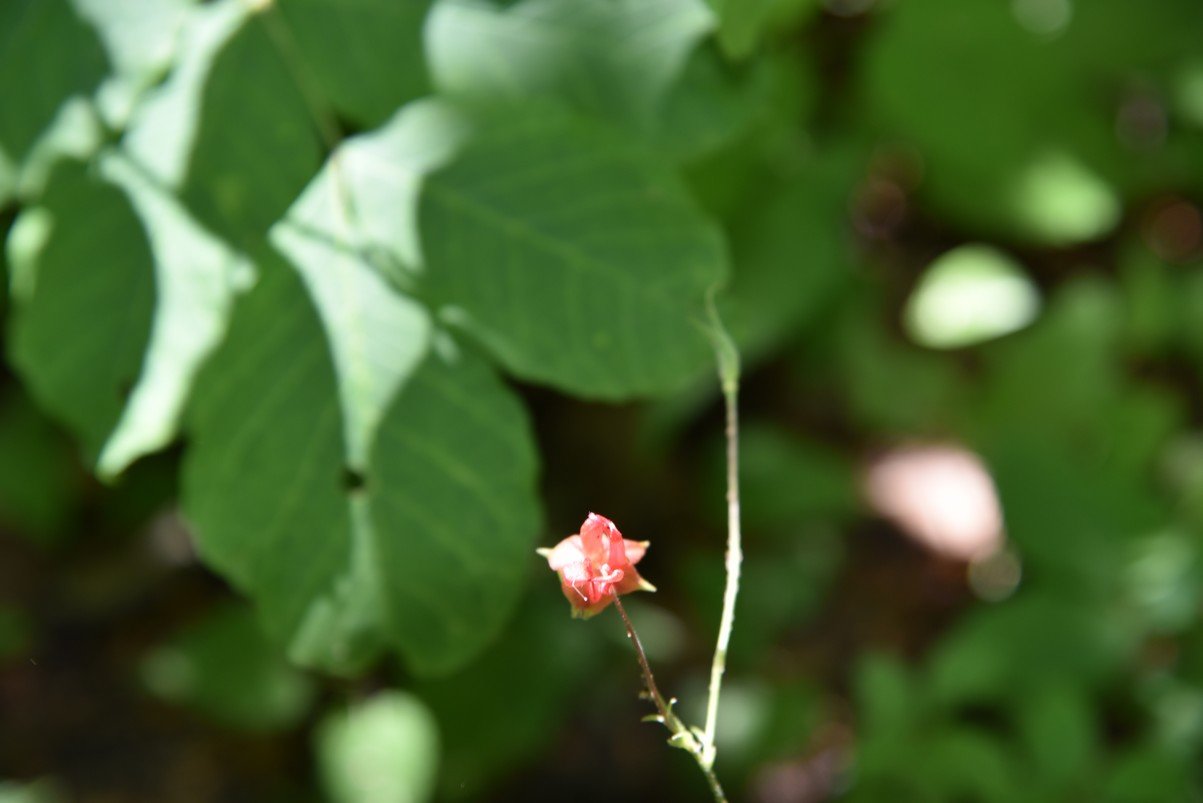 dsc_7919_fs.jpg