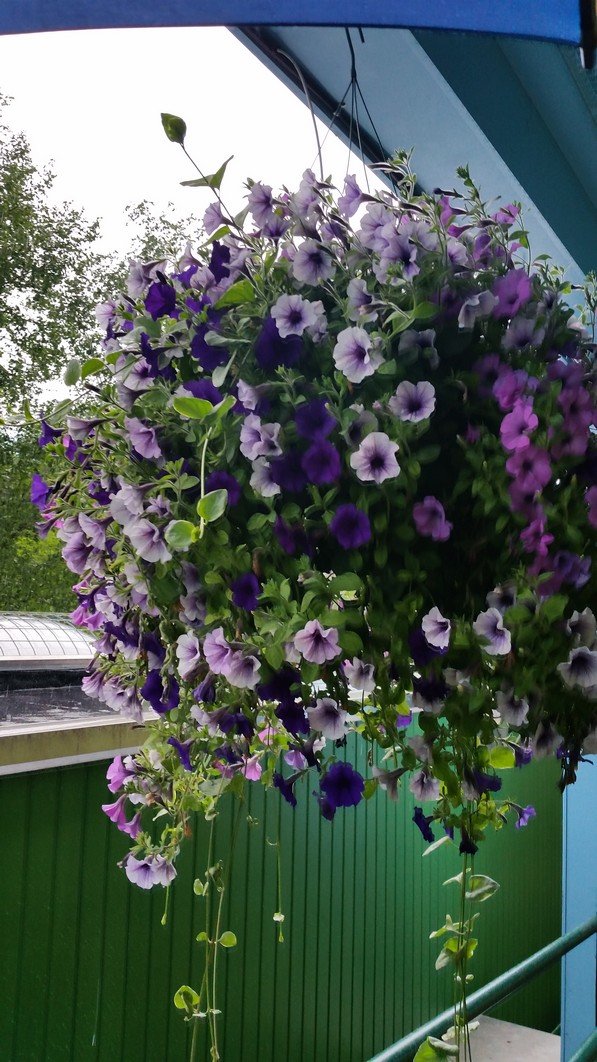 benflowers6222016_fs.jpg