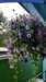 benflowers6222016_fs_small.jpg