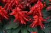 dsc_8487_fs_small.jpg