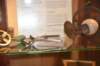 dsc_9264_fs_small.jpg