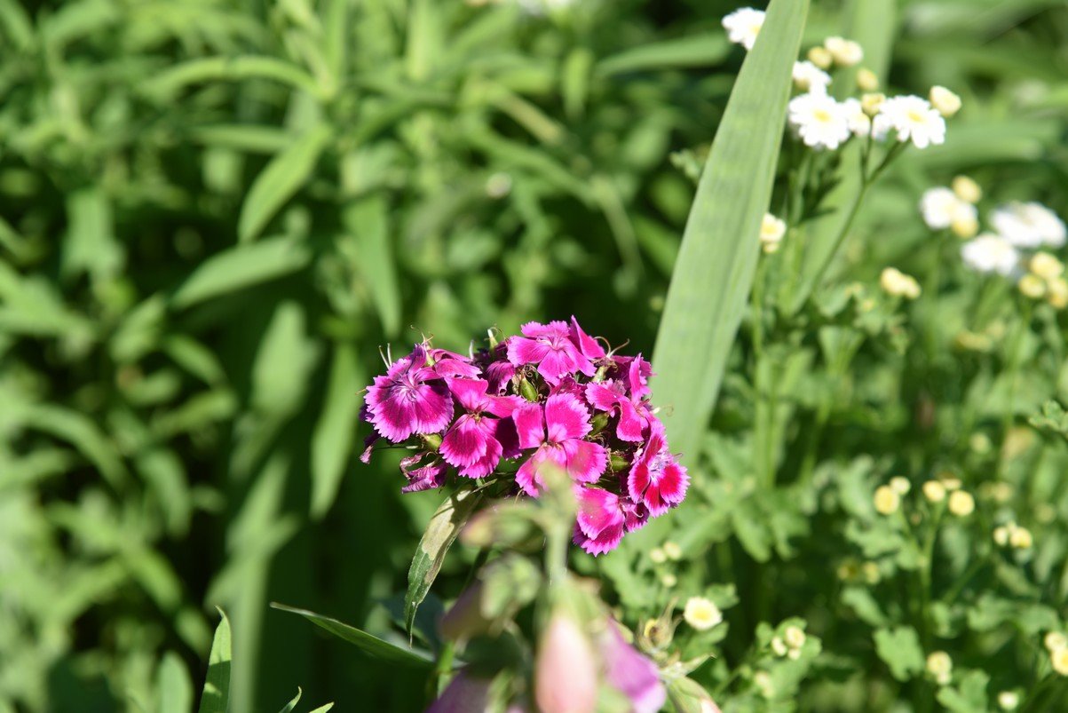 dsc_9455_fs.jpg
