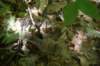 dsc_9520_fs_small.jpg