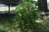 dsc_9549_fs_small.jpg