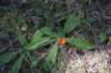 dsc_9595_fs_small.jpg