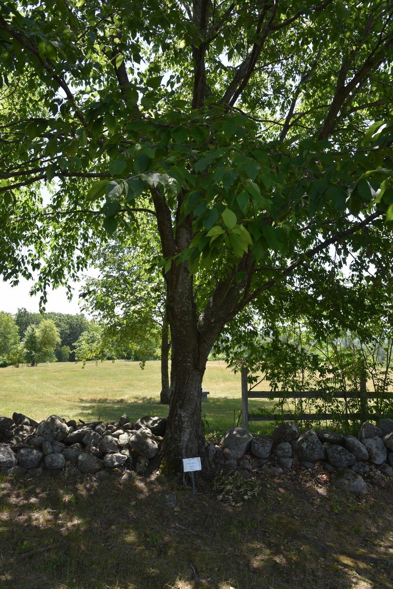 dsc_9596_fs.jpg