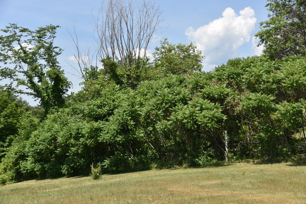 dsc_9603_fs.jpg